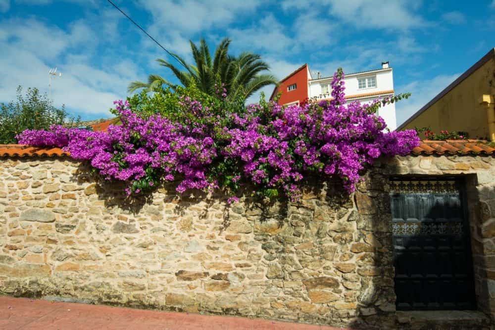 blommor på mur